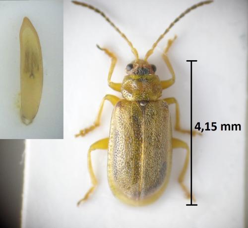 Galerucella pusilla
